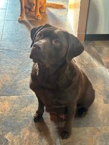 Black Labrador Retreiver Puppy - Photo 5