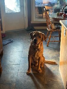Black Labrador Retreiver Puppy - Photo 6
