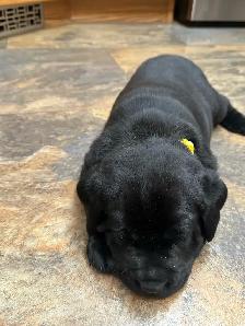 Black Labrador Retreiver Puppy - Photo 7