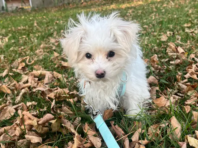 Toy Maltipoo Puppy -SOLD-