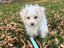 Toy Maltipoo Puppy -SOLD-