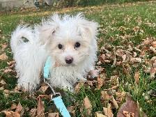 Toy Maltipoo Puppy -SOLD- - Photo 2