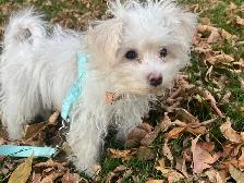 Toy Maltipoo Puppy -SOLD- - Photo 3