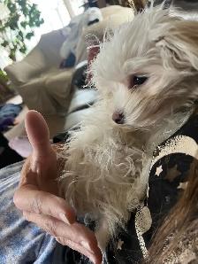 Toy Maltipoo Puppy -SOLD- - Photo 4