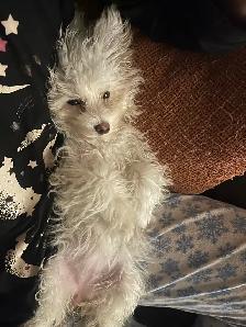 Toy Maltipoo Puppy -SOLD- - Photo 5