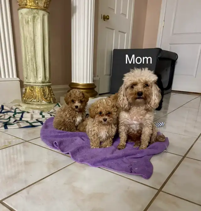 Precious Toy Poodles