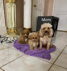 Precious Toy Poodles