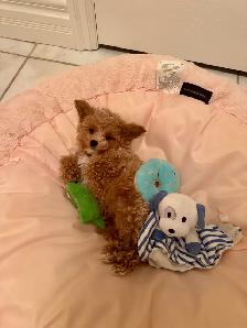 Precious Toy Poodles - Photo 2