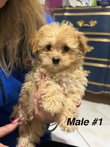 Precious Toy Poodles - Photo 3