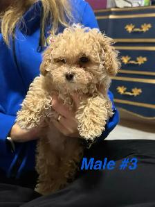 Precious Toy Poodles - Photo 4
