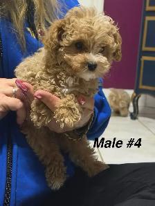 Precious Toy Poodles - Photo 5
