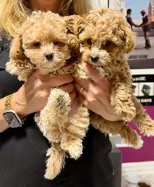 Precious Toy Poodles - Photo 6