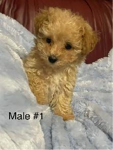 Precious Toy Poodles - Photo 7