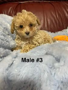 Precious Toy Poodles - Photo 8