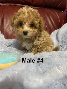 Precious Toy Poodles - Photo 9