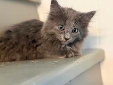 Bb chaton femelle - Photo 3
