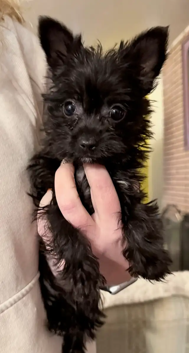 98 % yorkie  2% chihauha