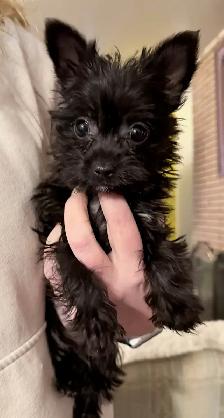 98 % yorkie  2% chihauha