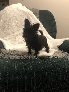 98 % yorkie  2% chihauha - Photo 2