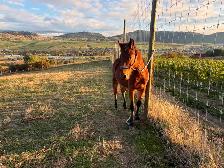 Rocket man- QH x welsh - Photo 2