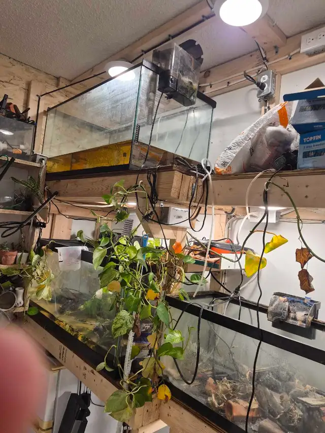 aquarium  tanks