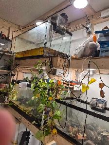aquarium  tanks
