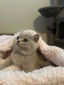 Scottish Straight Blue and Lilac kittens CCA/AFC registered