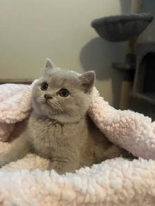 Scottish Straight Blue and Lilac kittens CCA/AFC registered - Photo 2