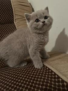 Scottish Straight Blue and Lilac kittens CCA/AFC registered - Photo 4