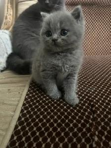 Scottish Straight Blue and Lilac kittens CCA/AFC registered - Photo 7