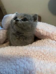 Scottish Straight Blue and Lilac kittens CCA/AFC registered - Photo 8