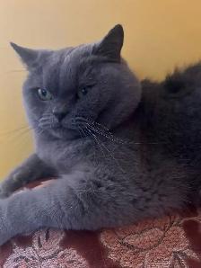 Scottish Straight Blue and Lilac kittens CCA/AFC registered - Photo 10