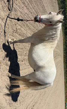 Fiona - mini mare