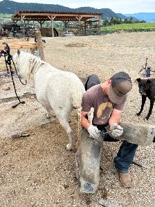 Fiona - mini mare - Photo 2
