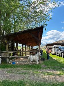 Fiona - mini mare - Photo 3