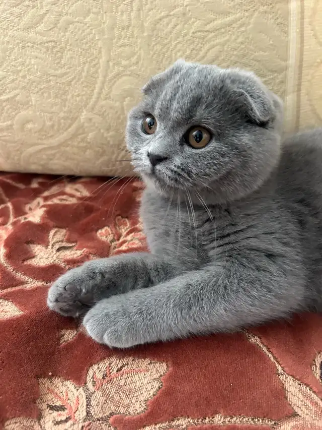 Scottish Straight and Scottish Fold kittens CCA/AFC registered