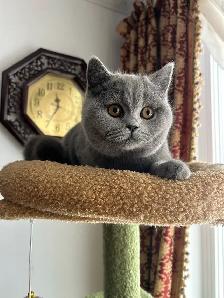 Scottish Straight and Scottish Fold kittens CCA/AFC registered - Photo 3
