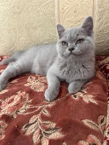 Scottish Straight and Scottish Fold kittens CCA/AFC registered - Photo 4