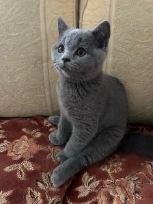 Scottish Straight and Scottish Fold kittens CCA/AFC registered - Photo 5