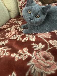 Scottish Straight and Scottish Fold kittens CCA/AFC registered - Photo 7