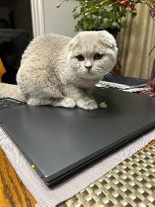 Scottish Straight and Scottish Fold kittens CCA/AFC registered - Photo 8