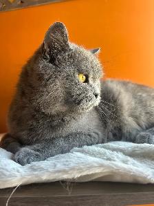 Scottish Straight and Scottish Fold kittens CCA/AFC registered - Photo 9