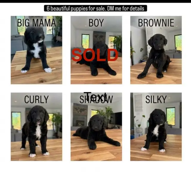 Beautiful Doodle / Labrador / Retriever Mix Puppies