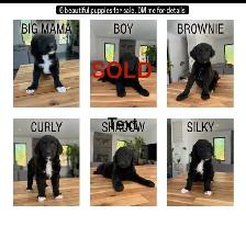 Beautiful Doodle / Labrador / Retriever Mix Puppies