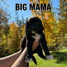 Beautiful Doodle / Labrador / Retriever Mix Puppies - Photo 2