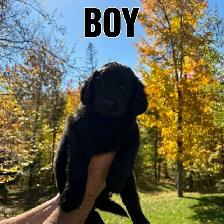 Beautiful Doodle / Labrador / Retriever Mix Puppies - Photo 3