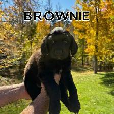 Beautiful Doodle / Labrador / Retriever Mix Puppies - Photo 4