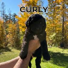 Beautiful Doodle / Labrador / Retriever Mix Puppies - Photo 5