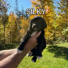 Beautiful Doodle / Labrador / Retriever Mix Puppies - Photo 7