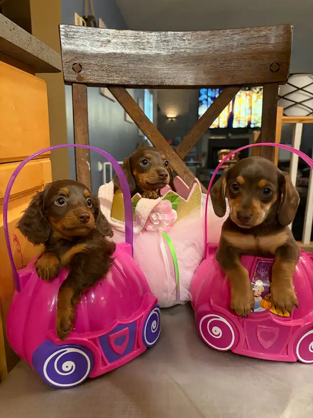 mini dachshunds
